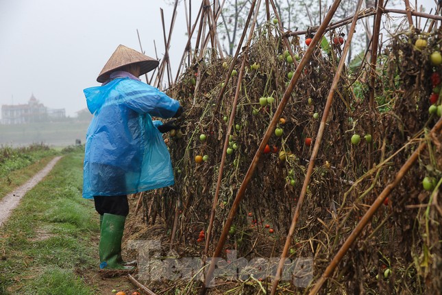 200 tấn rau củ quả 'ế', người dân Hà Nội đổ ngoài đồng ảnh 6