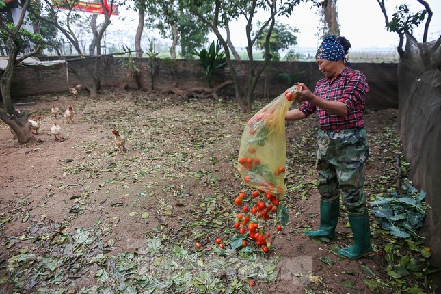 200 tấn rau củ quả 'ế', người dân Hà Nội đổ ngoài đồng ảnh 4