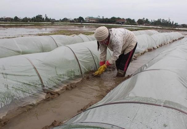 Rét đậm, rét hại còn khó đoán, khuyến cáo người dân tạm dừng cấy sớm ảnh 1