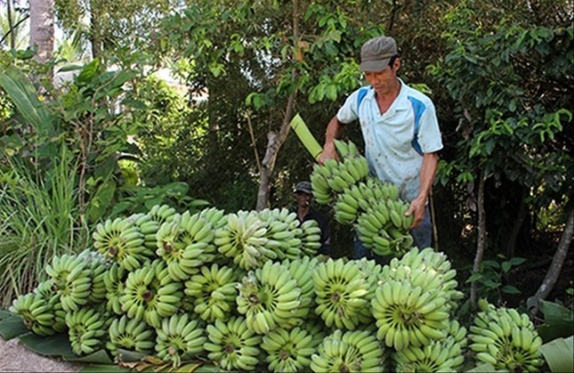 Hàng triệu tấn nông sản bí đầu ra ảnh 1