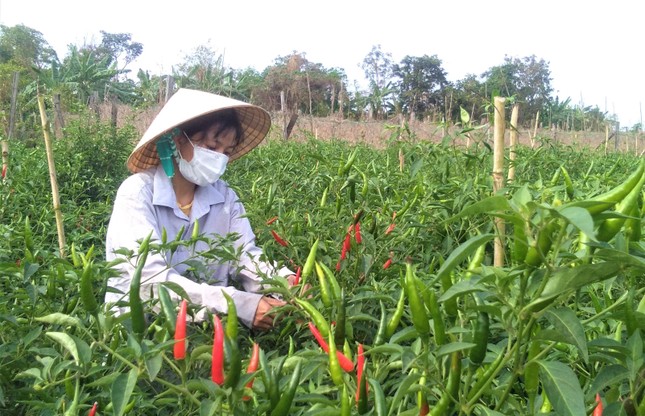 Lỗ một tỉ ngay lần đầu khởi nghiệp, cô gái 9x vùng biên kiên trì trồng ớt xuất khẩu ảnh 1