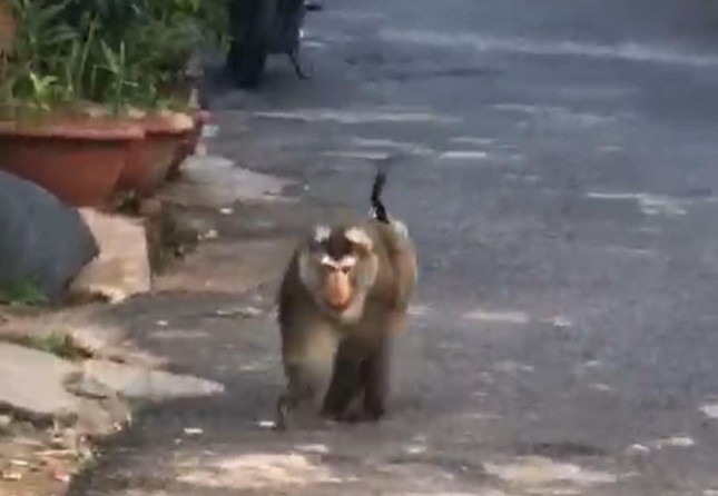 Bất ngờ xuất hiện cá thể khỉ lang thang giữa phố Buôn Ma Thuột ảnh 1