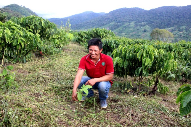 Giải pháp phục hồi rừng Tây Nguyên trước nguy cơ 'sa mạc hóa' ảnh 2