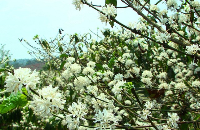 Ngỡ ngàng hoa cà phê nở trắng trời ảnh 5