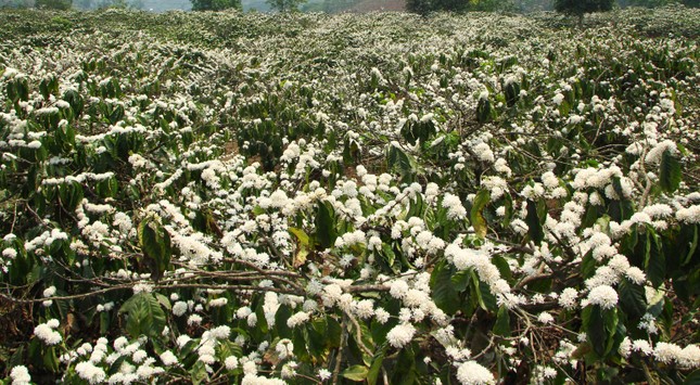 Ngỡ ngàng hoa cà phê nở trắng trời ảnh 3