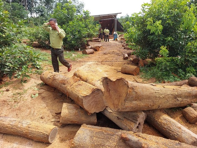 Vụ 'đột kích' xưởng gỗ nghi trái phép: Chủ nhà nói mua gỗ để xây nhà nuôi chim ảnh 1