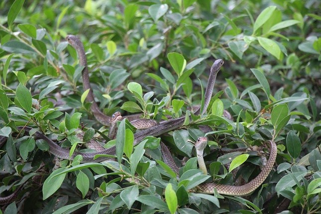 Hàng nghìn con rắn quấn dày đặc trên cây ở miền Tây ảnh 1