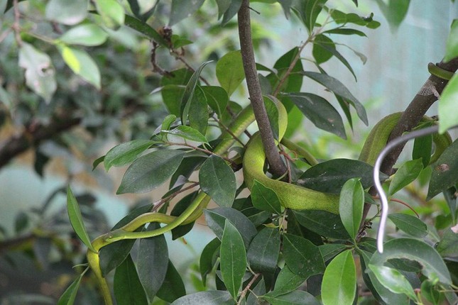 Hàng nghìn con rắn quấn dày đặc trên cây ở miền Tây ảnh 5