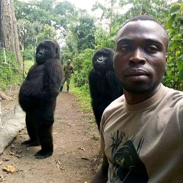 Lý giải bất ngờ phía sau bức ảnh khỉ đột selfie như người gây bão cộng đồng mạng ảnh 1