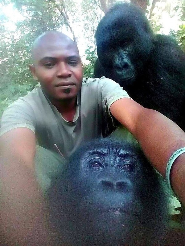 Lý giải bất ngờ phía sau bức ảnh khỉ đột selfie như người gây bão cộng đồng mạng ảnh 2