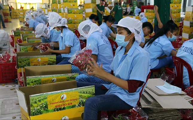 Xuất rau quả sang Mỹ, châu Âu: Đơn hàng tăng vọt ảnh 1