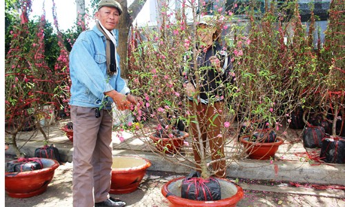 Nhà giàu ‘phố núi’ Đắc Lắk mê đào, bưởi ngoài Bắc ảnh 1