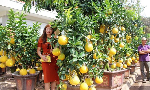 Nhà giàu ‘phố núi’ Đắc Lắk mê đào, bưởi ngoài Bắc ảnh 2
