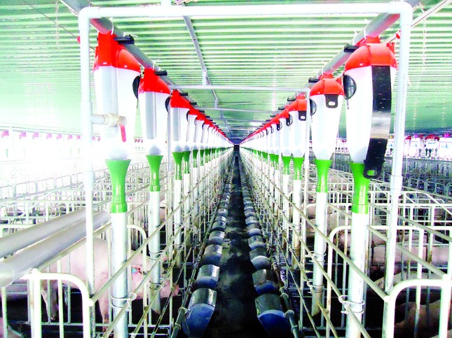 Nhiều doanh nghiệp lớn đầu tư vào chuỗi thịt lợn ảnh 2