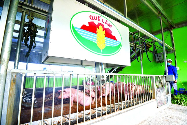 Mô hình chăn nuôi 'vượt bão' dịch tả lợn châu Phi ảnh 2