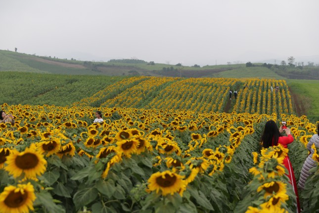 Mở cửa cánh đồng hoa hướng dương rộng nhất Việt Nam ảnh 8