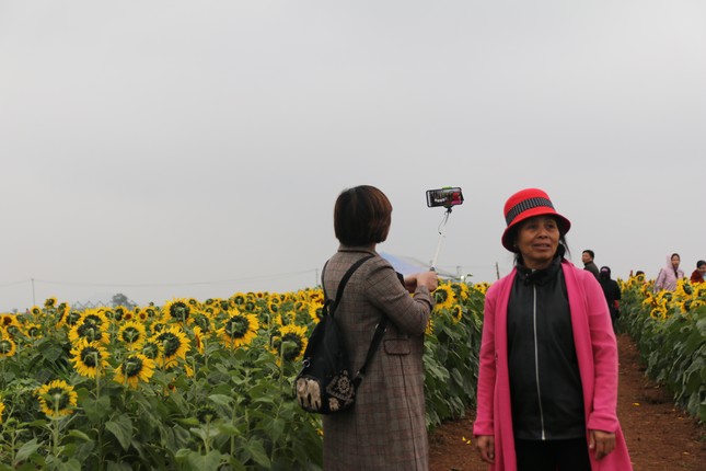 Mở cửa cánh đồng hoa hướng dương rộng nhất Việt Nam ảnh 6