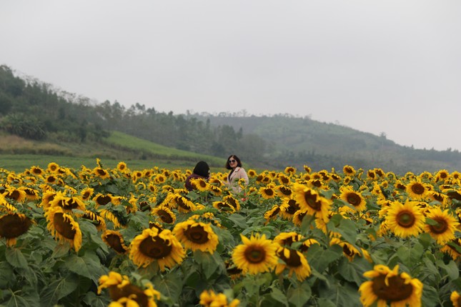 Mở cửa cánh đồng hoa hướng dương rộng nhất Việt Nam ảnh 7