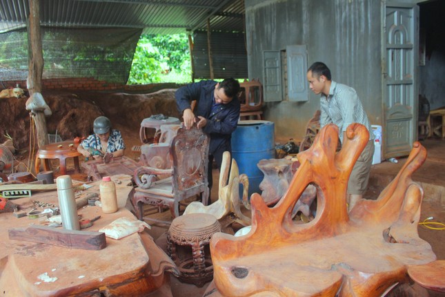 Gác bằng cử nhân, chàng trai làm giàu từ rễ và gốc cây bỏ đi ảnh 3