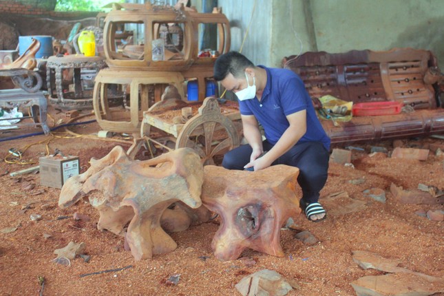 Gác bằng cử nhân, chàng trai làm giàu từ rễ và gốc cây bỏ đi ảnh 1