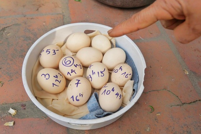 Kỳ lạ gà chọi đẻ 7 quả trứng một ngày, dân nóng ruột giục đi siêu âm - Ảnh 6.