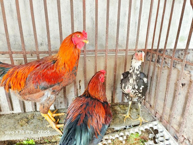 Bắc Giang: Đang xác minh con gà chọi đẻ 7 quả trứng/ngày