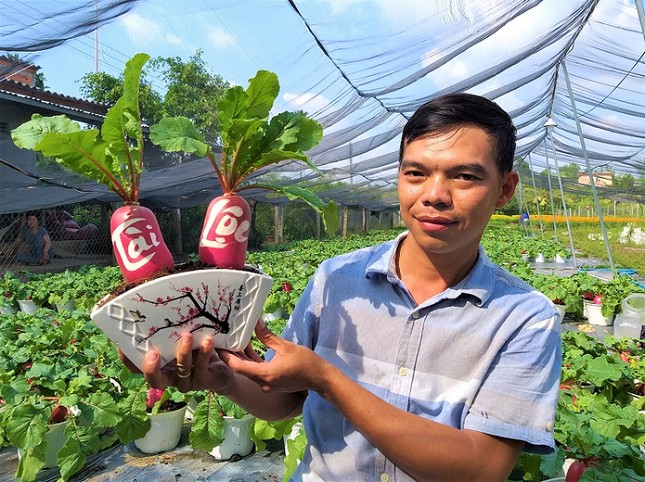 Củ cải 'hồng phát' độc đáo chưng Tết ở Bến Tre ảnh 1