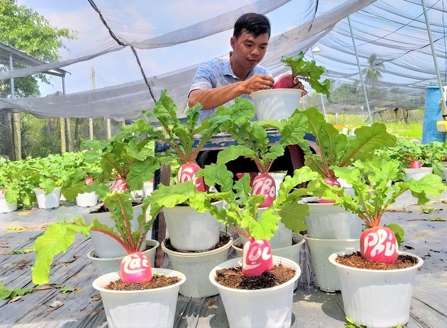 Củ cải 'hồng phát' độc đáo chưng Tết ở Bến Tre ảnh 5