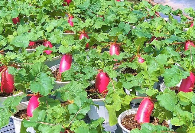 Củ cải 'hồng phát' độc đáo chưng Tết ở Bến Tre ảnh 6