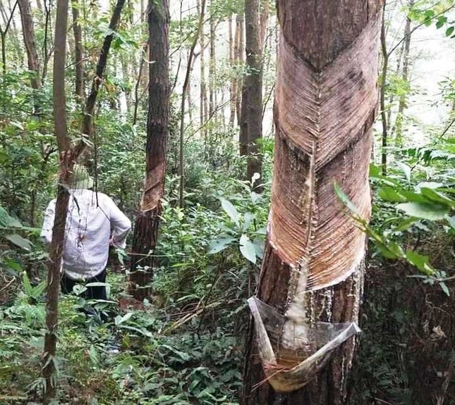 Hàng nghìn cây thông vườn quốc gia Tam Đảo bị cạo vỏ trộm ảnh 3