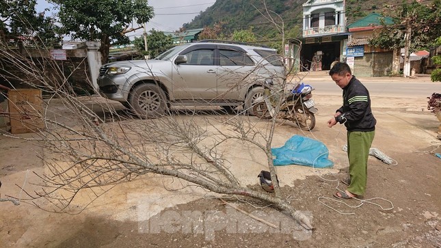 Đề xuất phương án dán tem cho đào về phố ảnh 1