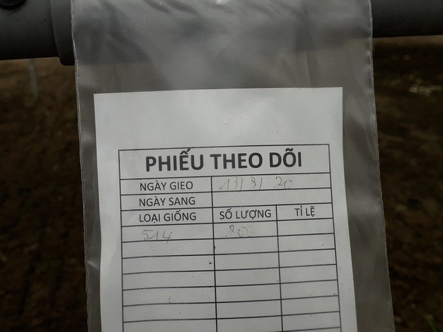 Sản xuất rau quả sạch trên bãi rác ở TPHCM ảnh 7