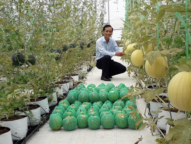 Sản xuất rau quả sạch trên bãi rác ở TPHCM ảnh 11