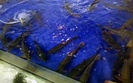 Thực hư chuyện làm thịt 'cá thần' ở Hà Nội ảnh 1