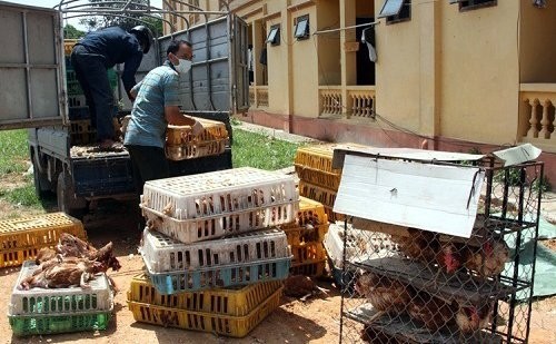 Phát hoảng với gà mía Trung Quốc luộc sẵn ảnh 1
