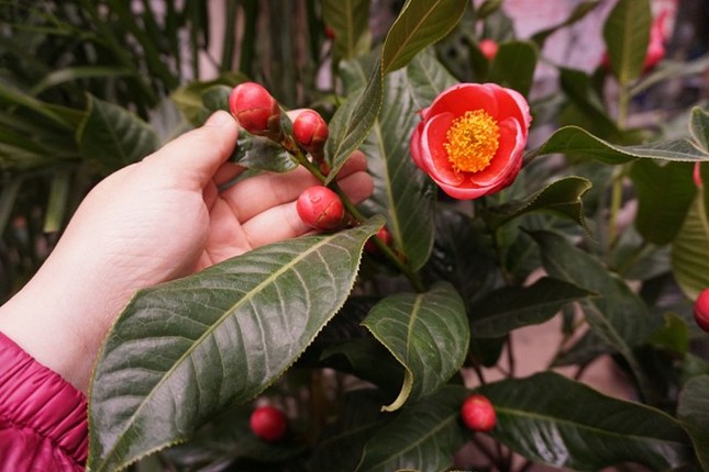 Xót ruột, mất tiền mua cây cảnh gắn bằng nhựa ảnh 1