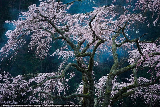Thiên nhiên đẹp lặng người trong ảnh dự thi của National Geographic ảnh 12