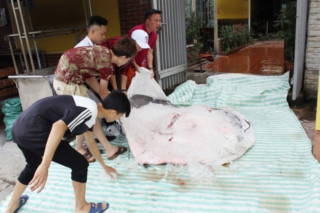 Cá đuối 'khủng' nặng 216 kg từ Thái Lan về Hà Nội ảnh 1