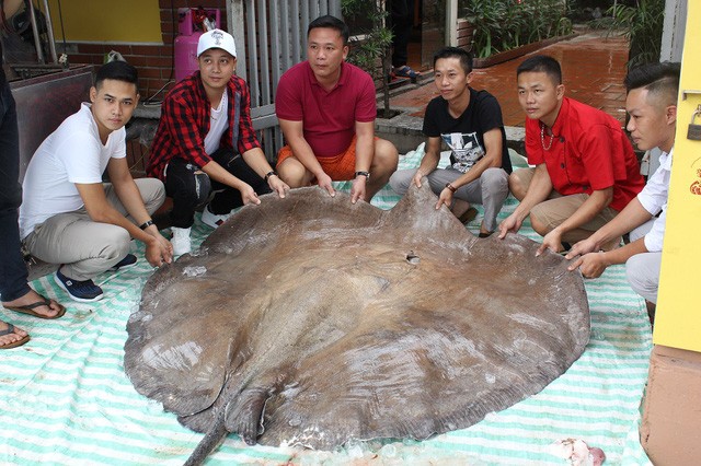 Cá đuối 'khủng' nặng 216 kg từ Thái Lan về Hà Nội ảnh 2