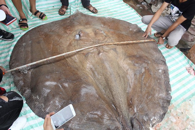 Cá đuối 'khủng' nặng 216 kg từ Thái Lan về Hà Nội ảnh 3