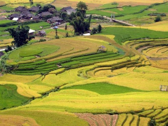 Đặc sản của đất và người Yên Bái Ai lên Tú Lệ thưởng cốm thơm ảnh 4