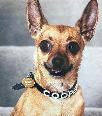 Chó chihuahua tử chiến với rắn nâu kịch độc để cứu chủ ảnh 1