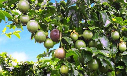 Hoàng Anh Gia Lai giảm lãi hơn 660 tỷ đồng sau kiểm toán ảnh 1