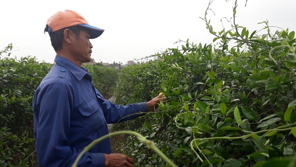 Đổ xô mua thảo dược trị tiểu đường: Rước độc vào thân có ngày ảnh 2