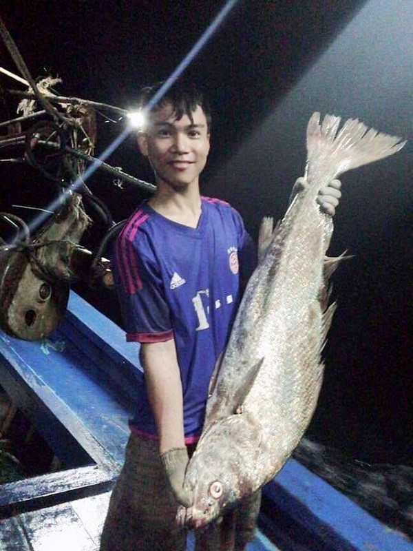 Ngư dân Quảng Trị bắt được cá lạ, nghi sủ vàng quý hiếm ảnh 1