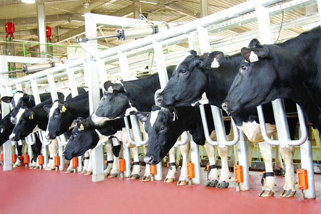 Tập đoàn TH ghi dấu ấn 'một tinh thần yêu nước trong kinh doanh' ảnh 4