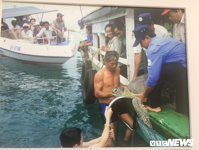 Kinh hãi những cuộc tàn sát rùa biển ở Cù Lao Chàm ảnh 2
