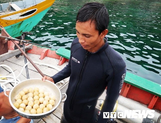 Kinh hãi những cuộc tàn sát rùa biển ở Cù Lao Chàm ảnh 4