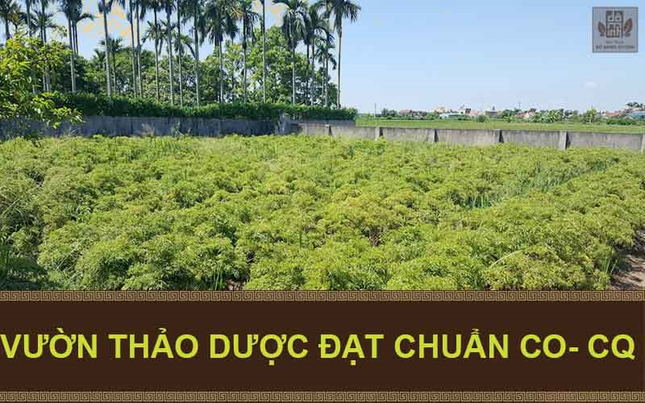 Lương y Đỗ Minh Tuấn chữa bệnh yếu sinh lý bằng thuốc nam hiệu quả ảnh 4