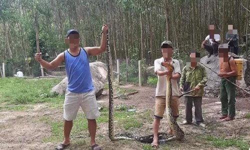 Tá hỏa trăn 22 kg nuốt nguyên con dê 25 kg ở Quảng Nam ảnh 1
